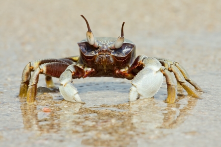 Crab on the beach の写真素材