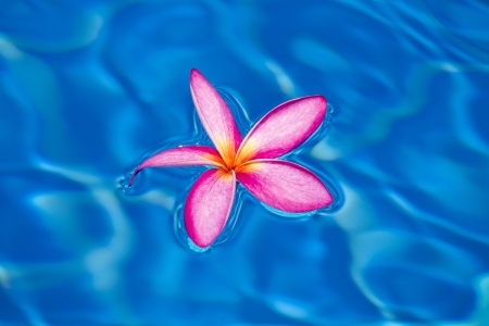 Tropical pink frangipani floating in blue pool , Thailandの写真素材
