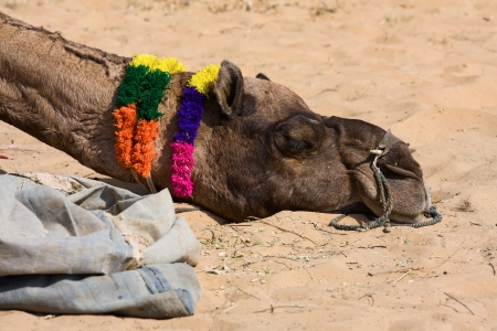 Camel at the Pushkar Fair ( Pushkar Camel Mela ) Rajasthan, Indiaの写真素材