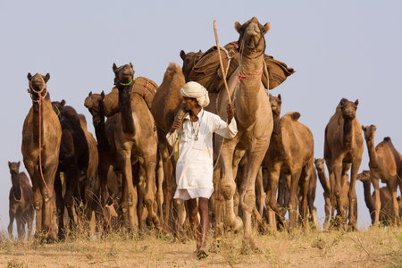 PUSHKAR, INDIA - NOVEMBER 19: Pushkar Camel Mela (Pushkar Camel Fair) on November 19, 2012 in...