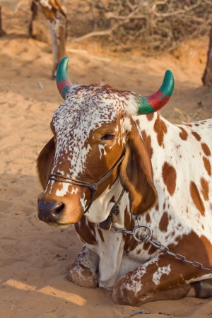 Cow, Pushkar , India .の写真素材