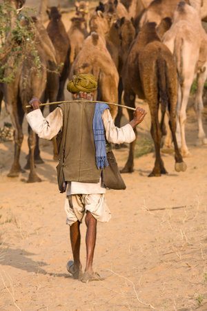 PUSHKAR, INDIA - NOVEMBER 20: Pushkar Camel Mela (Pushkar Camel Fair) on November 20, 2012 in Pushkar, Rajasthan, India. This fair is the largest camel trading fair in the world.のeditorial素材