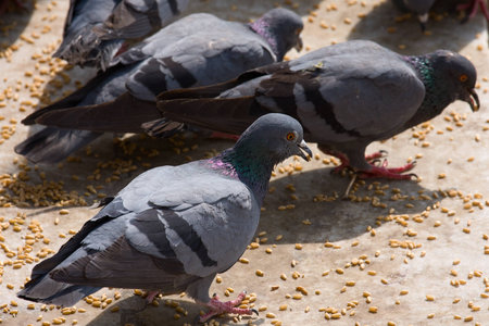 Pigeon on the groundの写真素材