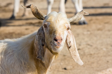 Goat portrait