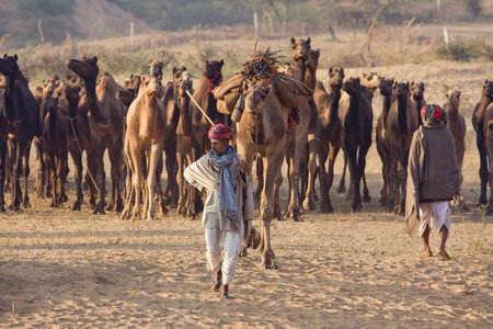 PUSHKAR, INDIA - NOVEMBER 23: Pushkar Camel Mela (Pushkar Camel Fair) on November 23, 2012 in...