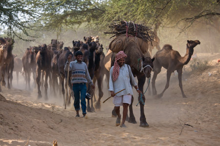 PUSHKAR, INDIA - NOVEMBER 23: Pushkar Camel Mela ( Pushkar Camel Fair ) on November 23, 2012 in Pushkar, Rajasthan, India. This fair is the largest camel trading fair in the world.のeditorial素材