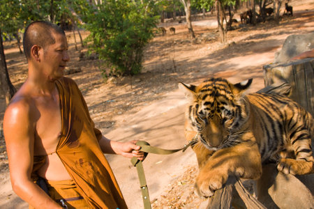 KANCHANABURI - NOVEMBER 30: Unknown buddhist monk with a bengal tiger at the Tiger Temple on November 30 2011, Kanchanaburi, Thailand.のeditorial素材