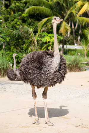 Beautiful portrait photo of big African ostrich in zooの写真素材