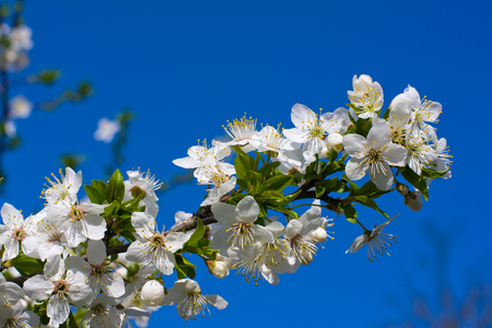 Branches of a blossoming apple tree against the blue skyの写真素材
