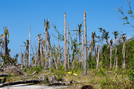 Island Malapascua after Super Typhoon Yolanda / Haiyan in the Philippines with horrible destructionの写真素材