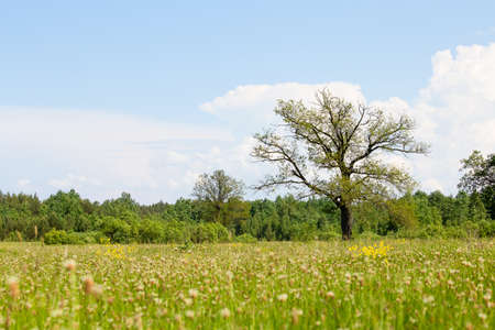 Oak tree on a meadow with grass. Ecology concept panorama with blue sky background . Ukraineの写真素材