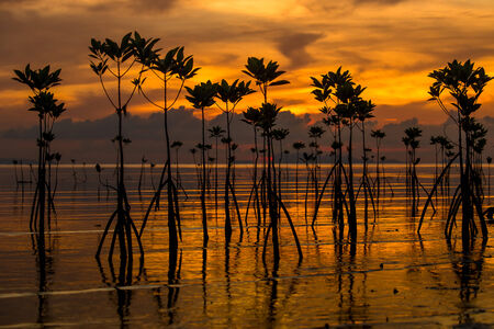 Mangroves on the island of Koh Phangan during sunset, Thailandの写真素材