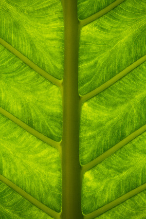 Tropical green leaf background closeup