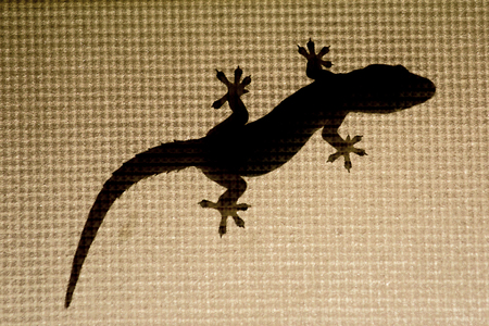 Lizard , gecko silhouette on a window with mesh, Thailandの写真素材