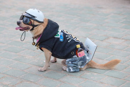 PATTAYA, THAILAND - OCTOBER 26, 2013: Small dog, disguised as a policeman with a bottle of rum, which is walking on the street resort town of Pattayaのeditorial素材