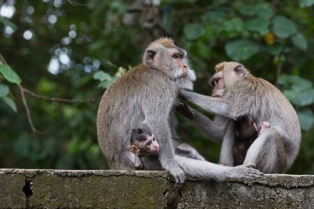 Monkey family at sacred monkey forest Ubud Bali Indonesia. Close upの写真素材