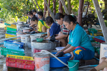 KOH PHANGAN, THAILAND - NOVEMBER 16, 2015: Unknown woman cleaned squid drying in the fishing village. Fishing is main occupation and income source on the islandのeditorial素材