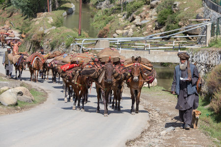 SRINAGAR, INDIA - JUNE 09, 2015: Unidentified Indian muslim men and caravan of horses in Srinagar, Kashmir, India.のeditorial素材