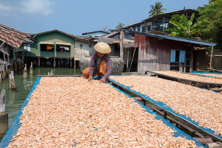 KOH KOOD, THAILAND - JANUARY 29, 2015 : Unknown Thai woman working with dry shrimps in the fishing village. Fishing is main occupation and income source on the islandのeditorial素材