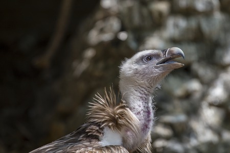 American bald eagle portrait, close upの写真素材