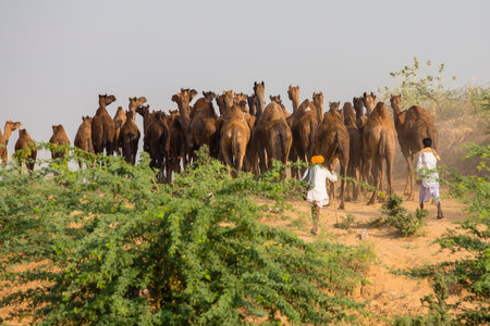 PUSHKAR, INDIA - OCTOBER 28, 2014: Unidentified Indian men and herd camel attended the annual Pushkar Camel Mela. This fair is the largest camel trading fair in the worldのeditorial素材