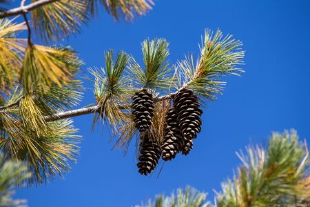 Long pine cone on tree branch against the blue sky. Himalayas, Nepalの写真素材