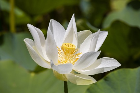 White water lotus in Pamplemousse Botanical Garden. Island Mauritius . Close upの写真素材