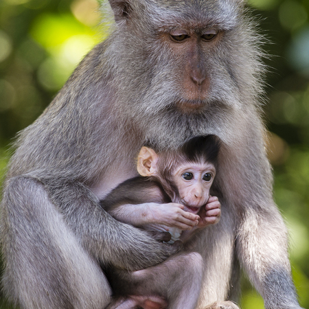 Portrait of baby monkey and mother at sacred monkey forest in Ubud, Bali, Indonesia. Close upの写真素材