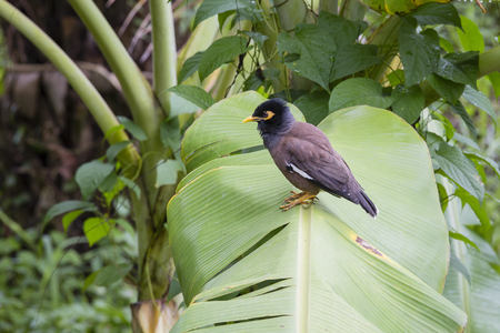 Bird hill mynah sits on a green palm leaf , Gracula religiosa bird, the most intelligent bird in the world. Close upの写真素材