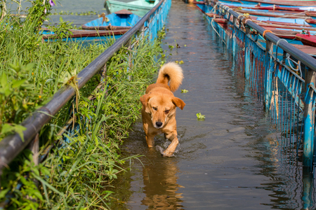Stray dog running in the water on the flooded sidewalk in Pokhara, Nepal . Close upの写真素材