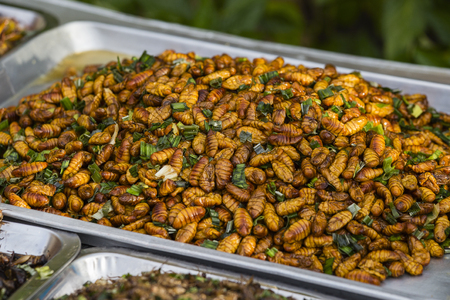 Edible roasted and spiced meal worms, Bugs fried on street food in Thailand, Fried silk worm is the food in Thailand.の写真素材