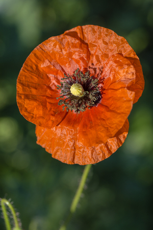 Flower of red poppy in a field of poppies. Wildflowers, close upの写真素材