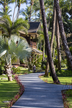 Pathway, green grass and palm tree in tropical garden. Island Koh Samui, Thailandの写真素材