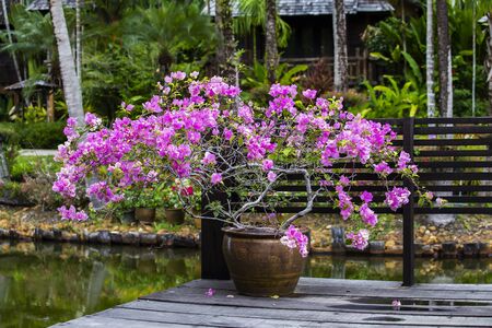 Chinese pottery with colorful pink flowers in tropical garden next to the lake, island Koh Chang, Thailandの写真素材