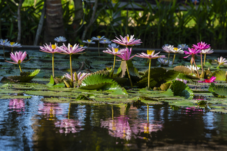 Pink water lily flower. Lotus flower in island Bali, Indonesia. Close upの写真素材