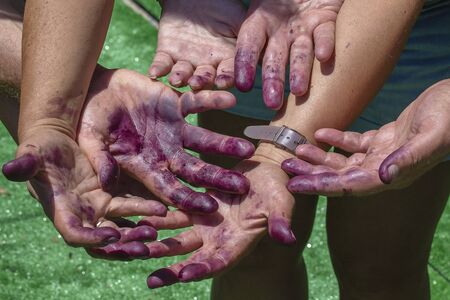 Many hands dirty farmer, hand dirty from mulberry getting together, outdoors, close upの写真素材