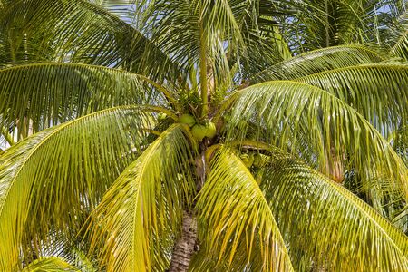 Coconut palm tree perspective view from floor high up. Island Mauritius