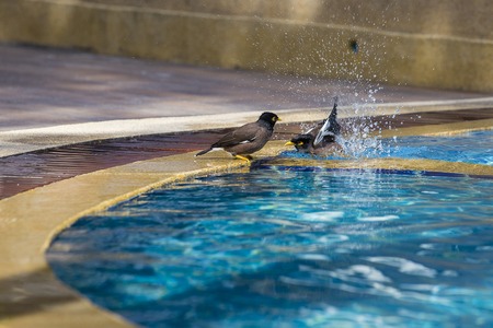 Birds swimming in the pool. Portrait of a hill mynah , Gracula religiosa bird, the most intelligent bird in the world. Close up. Thailandの写真素材