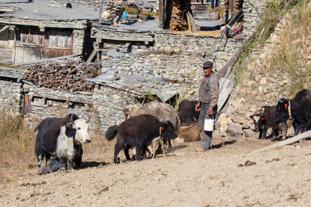 MANANG, NEPAL - OCTOBER 17, 2016 : Herd of yak and men in the village of Manang in Annapurna circuit, Himalaya, Nepalのeditorial素材