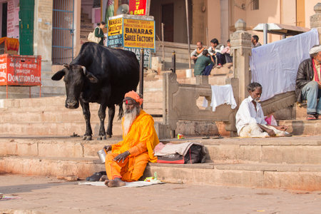 VARANASI, INDIA - JANUARY 25, 2017 : Black cow and Shaiva sadhu, holy man sit on the ghats of the Ganges river in Varanasi, Indiaのeditorial素材