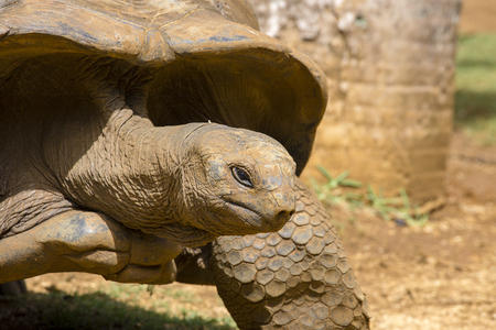 Giant turtles, dipsochelys gigantea in island Mauritius , Close upの写真素材