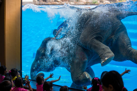 PATTAYA, THAILAND - NOVEMBER 09, 2017 : Large elephant bathes in the pool with a glass window in front of the children. Pattaya is one of the most popular traveling places in Thailandのeditorial素材