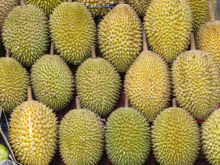 Ripe durian fruit on the local market in Island Bali, Ubud, Indonesia, close up. King of fruits in...