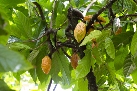 Group of ripe and raw cocoa beans , Theobroma cacao on a tree in island Bali, Indonesia. Close upの写真素材