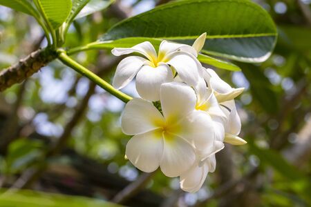 Branch of tropical flowers frangipani, plumeria, Thailand . Close upの写真素材