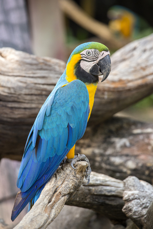 Blue and Yellow Macaw Parrot , Ara ararauna , also known as the Blue and Gold Macaw in Bangkok, Thailand. Close upの写真素材