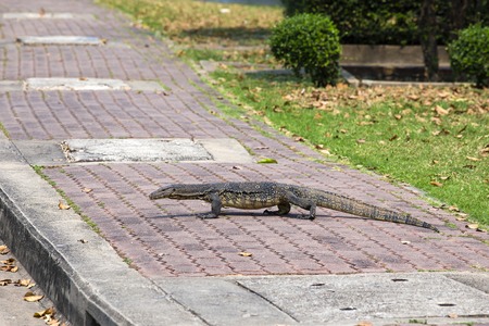 Monitor lizard, Varanus salvator, walking down the street in Lumpini park, Bangkok, Thailand. Close upの写真素材