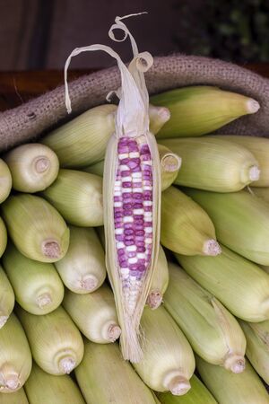 Organic, fresh, sweet corn for sale at a local farmers market in Bali, Indonesia. Close upの写真素材