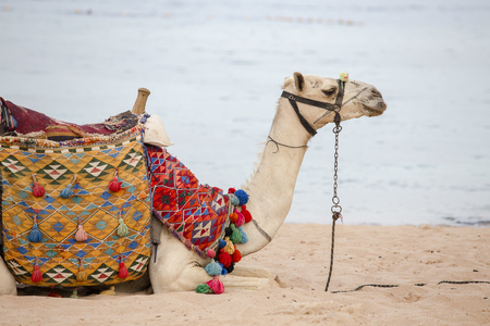 Muzzle camel near red sea on the beach in Sharm el Sheikh, close up. Animal in Egypt.の写真素材
