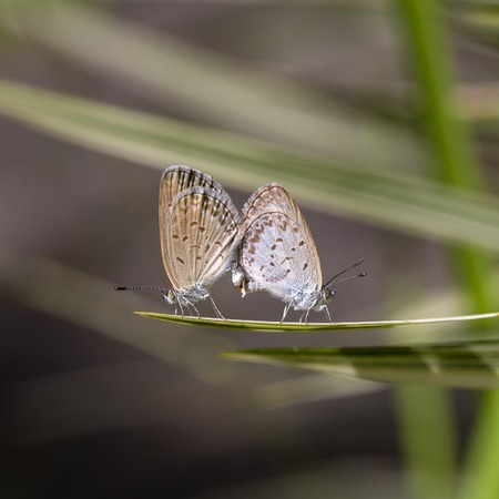 Love couple butterfly, mating pair of butterflies, close up. Bali island, Indonesia